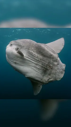 Majestic Sunfish Underwater.jpg Wallpaper