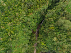 Majestic Sunlight In The Lush Green Forest Wallpaper