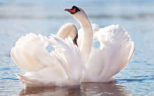 Majestic Swan Spread Wings Wallpaper