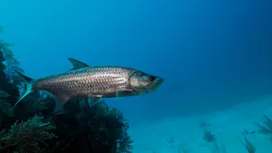 Majestic Tarpon Underwater Wallpaper