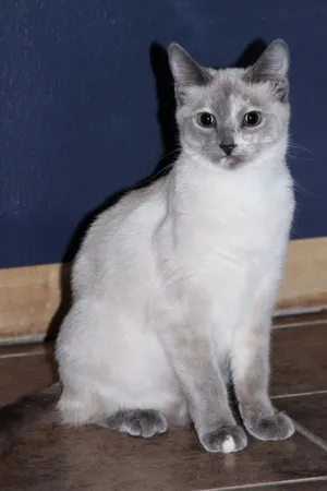 Majestic Thai Lilac Cat Posing Elegantly Wallpaper