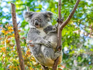 Majestic Tiger Basking In The Wilderness Wallpaper