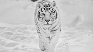 Majestic Tiger Roaming In Snowy Wilderness - 8k Uhd Picture Wallpaper