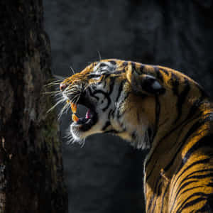 Majestic_ Tiger_ Roaring_4 K Wallpaper