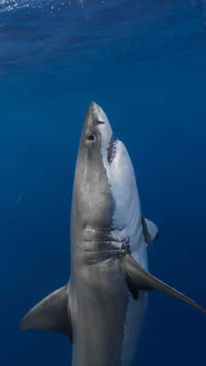 Majestic_ Tiger_ Shark_ Vertical Wallpaper