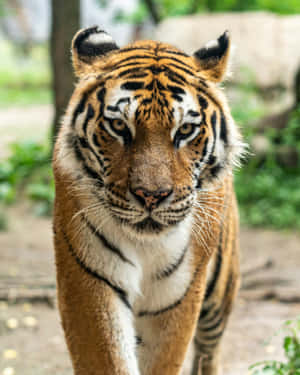 Majestic_ Tiger_ Staring_ Intently.jpg Wallpaper