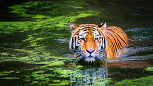 Majestic_ Tiger_ Swimming_in_ Green_ Waters.jpg Wallpaper