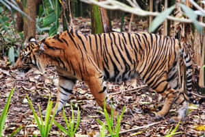 Majestic Tiger Walking Melbourne Zoo Wallpaper