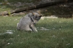 Majestic Timber Wolf In Its Natural Habitat Wallpaper