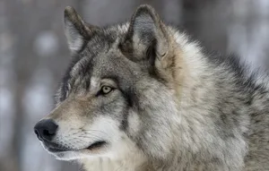 Majestic Timber Wolf In Natural Habitat Wallpaper