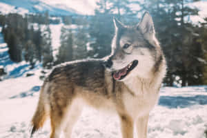 Majestic Timber Wolf In The Wild Wallpaper