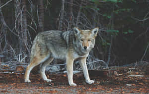 Majestic Timber Wolf In The Wild Wallpaper