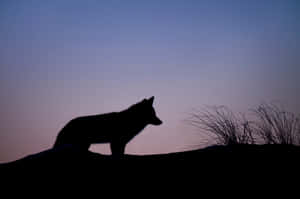 Majestic Timber Wolf Stalking Through The Forest Wallpaper