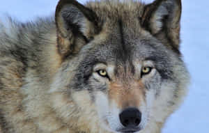 Majestic Timber Wolf Standing In Snow Wallpaper