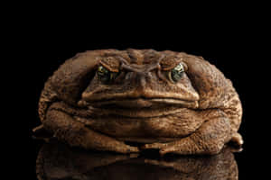 Majestic Toad Portrait Wallpaper