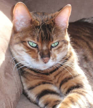 Majestic Toyger Cat Gracefully Posing Outdoors. Wallpaper