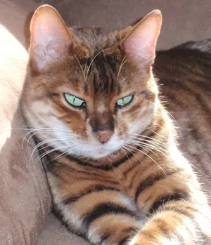 Majestic Toyger Cat Gracefully Posing Outdoors. Wallpaper
