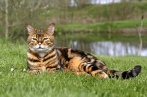 Majestic Toyger Cat Lounging In Nature Wallpaper