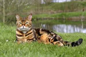 Majestic Toyger Cat Lounging In Nature Wallpaper