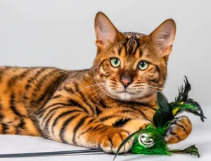 Majestic Toyger Cat Lounging On A Textured Surface Wallpaper