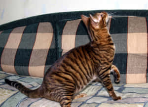 Majestic Toyger Cat Lounging On Wooden Surface Wallpaper