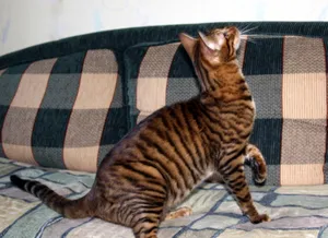 Majestic Toyger Cat Lounging On Wooden Surface Wallpaper
