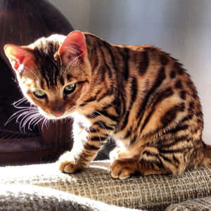 Majestic Toyger Cat Lying On The Ground Wallpaper