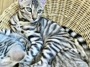 Majestic Toyger Cat Relaxing On The Grass Wallpaper