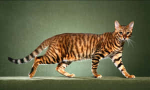 Majestic Toyger Elegantly Resting On A Soft Surface Wallpaper