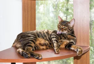 Majestic Toyger Relaxing On The Porch Wallpaper