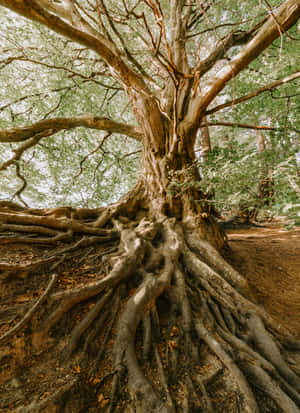 Majestic_ Tree_ Roots_4 K Wallpaper