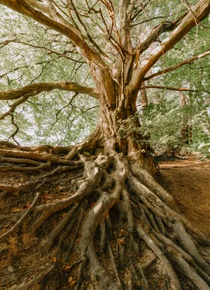 Majestic_ Tree_ Roots_4 K Wallpaper