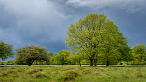 Majestic_ Tree_ Under_ Stormy_ Skies Wallpaper