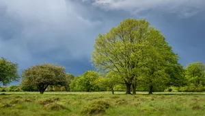 Majestic_ Tree_ Under_ Stormy_ Skies Wallpaper