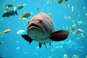 Majestic Underwater Grouper Fish Wallpaper