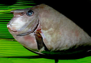 Majestic Unicorn Fish Gliding Through The Blue Ocean Depths Wallpaper