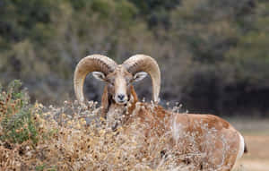 Majestic_ Urial_ Ram_in_ Natural_ Habitat.jpg Wallpaper