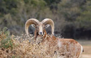 Majestic_ Urial_ Ram_in_ Natural_ Habitat.jpg Wallpaper