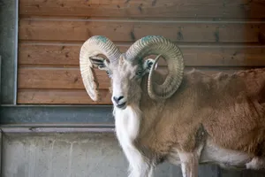 Majestic Urial Ram Wallpaper