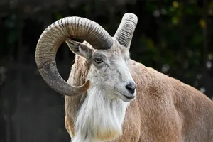 Majestic Urial Ram Portrait Wallpaper
