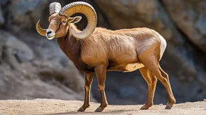 Majestic Urial Ram Standing Wallpaper