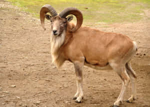 Majestic Urial Ram Standing Wallpaper