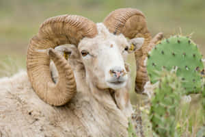 Majestic Urial Ram With Curled Horns Wallpaper