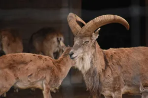 Majestic Urial Ramwith Herd Wallpaper