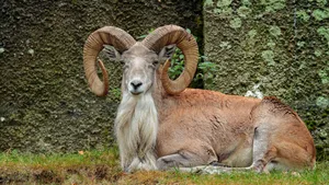 Majestic_ Urial_ Resting_ Against_ Rock_ Background.jpg Wallpaper