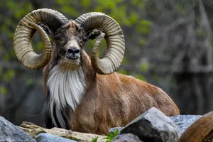 Majestic_ Urial_ Resting_ Among_ Rocks.jpg Wallpaper