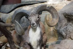 Majestic Urial Restingon Rocks.jpg Wallpaper