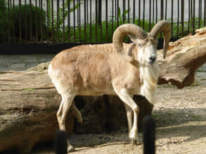Majestic Urial Standing Near Log Wallpaper