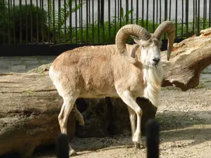 Majestic Urial Standing Near Log Wallpaper