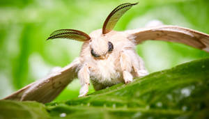 Majestic Venezuelan Poodle Silkmoth Perched On A Stick Wallpaper